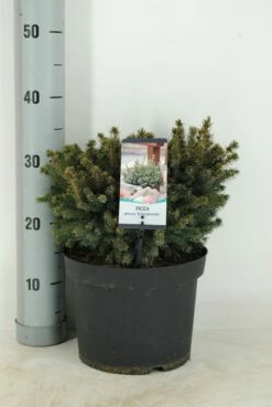 Dwergspar (Picea Glauca 'Echiniformis') -DIRECTPLANT Winkel picea glauca echiniformis c5 m