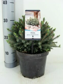 Dwergspar (Picea Glauca 'Echiniformis') -DIRECTPLANT Winkel picea glauca echiniformis zomer c3 m