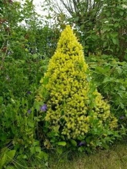 Witte Alberta Spar (Picea Glauca 'J.W. Daisy's White') -DIRECTPLANT Winkel picea glauca j.w. daisy s white 1