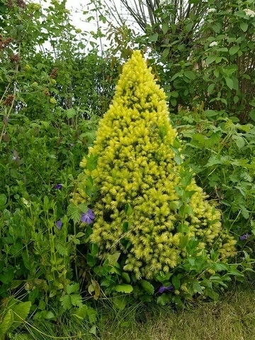 Witte Alberta Spar (Picea Glauca 'J.W. Daisy's White') 5 Witte Alberta Spar (Picea Glauca 'J.W. Daisy's White') - Afbeelding 3