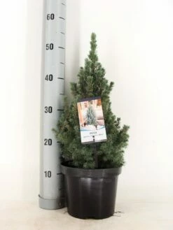 Blauwe Alberta Spar (Picea Glauca Sander's Blue) -DIRECTPLANT Winkel picea glauca sander s blue 30 40 c3 m