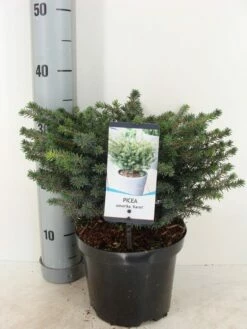 Servische Spar (Picea Omorika 'Karel') 8 Servische Spar (Picea Omorika 'Karel') -DIRECTPLANT Winkel picea omorika karel winter c3 m