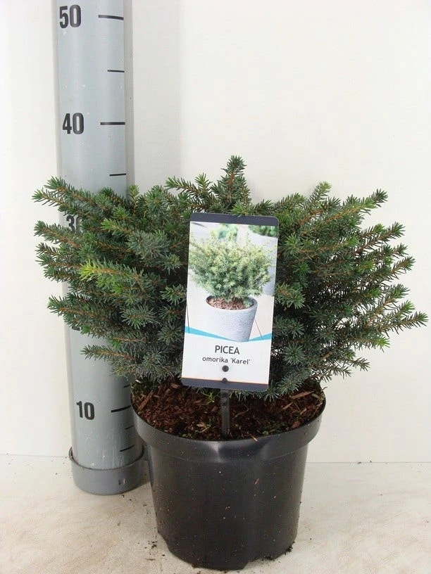 Servische Spar (Picea Omorika 'Karel') 5 Servische Spar (Picea Omorika 'Karel') - Afbeelding 3