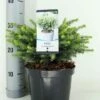 Servische Spar (Picea Omorika 'Karel') -DIRECTPLANT Winkel picea omorika karel zomer c3 m