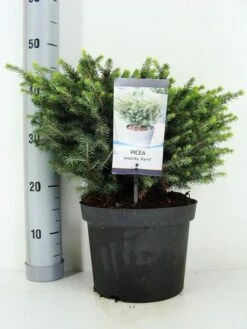 Servische Spar (Picea Omorika 'Karel') 9 Servische Spar (Picea Omorika 'Karel') -DIRECTPLANT Winkel picea omorika karel zomer c5 m