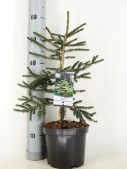 Kaukasische Spar (Picea Orientalis 'Aureospicata') -DIRECTPLANT Winkel picea orientalis aureospicata winter c3 m