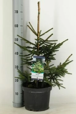 Kaukasische Spar (Picea Orientalis 'Aureospicata') -DIRECTPLANT Winkel picea orientalis aureospicata winter c5 m