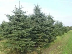 Blauwspar (Picea Pungens 'Glauca') 11 Blauwspar (Picea Pungens 'Glauca') -DIRECTPLANT Winkel picea p glauca 300 350 1