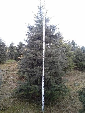 Blauwspar (Picea Pungens 'Glauca') 8 Blauwspar (Picea Pungens 'Glauca') - Afbeelding 6