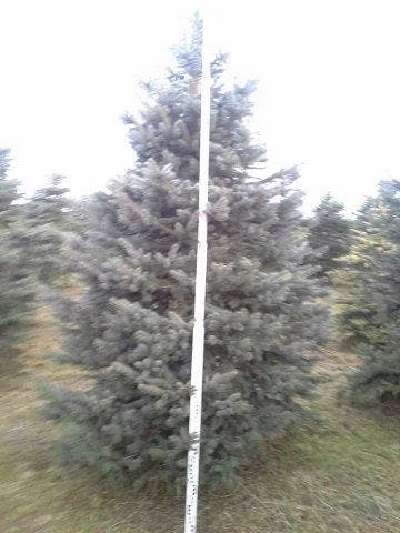 Blauwspar (Picea Pungens 'Glauca') 9 Blauwspar (Picea Pungens 'Glauca') - Afbeelding 7