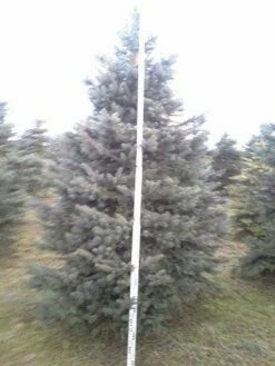 Blauwspar (Picea Pungens 'Glauca') 15 Blauwspar (Picea Pungens 'Glauca') -DIRECTPLANT Winkel picea p glauca 350 1