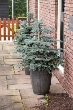 Noorse Blauwspar (Picea Pungens 'Erich Frahm') -DIRECTPLANT Winkel picea pungens erich frahm 1