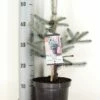 Noorse Blauwspar (Picea Pungens 'Erich Frahm') -DIRECTPLANT Winkel picea pungens erich frahm c3 m 1