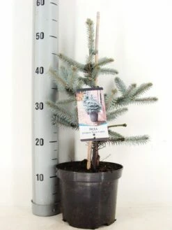 Noorse Blauwspar (Picea Pungens 'Erich Frahm')