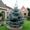Blauwspar (Picea Pungens 'Glauca') -DIRECTPLANT Winkel picea pungens glauca 1