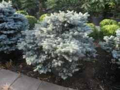 Colorado Spar (Picea Pungens 'Glauca Globosa') -DIRECTPLANT Winkel picea pungens glauca globosa 100 125 150 c110