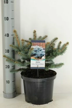 Colorado Spar (Picea Pungens 'Glauca Globosa') -DIRECTPLANT Winkel picea pungens glauca globosa c5 m