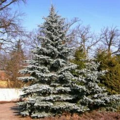 Spar (Picea Pungens 'Hoopsii') -DIRECTPLANT Winkel picea pungens hoopsii 1