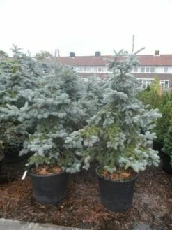 Spar (Picea Pungens 'Hoopsii') -DIRECTPLANT Winkel picea pungens hoopsii 125 150 175 200 aanlegkwaliteit