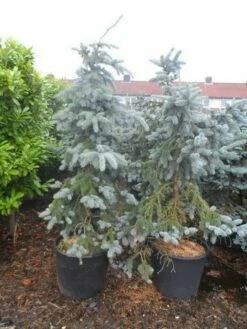 Spar (Picea Pungens 'Hoopsii') -DIRECTPLANT Winkel picea pungens hoopsii 125 150 175 200 aanlegkwaliteit 1 1