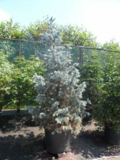 Spar (Picea Pungens 'Hoopsii') -DIRECTPLANT Winkel picea pungens hoopsii 175 200 250 1