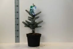 Spar (Picea Pungens 'Hoopsii') -DIRECTPLANT Winkel picea pungens hoopsii 30 40 cm c5