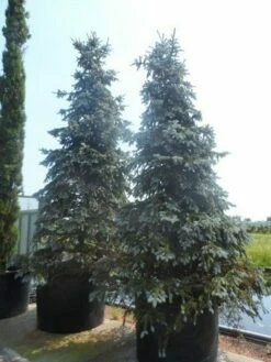 Spar (Picea Pungens 'Hoopsii') -DIRECTPLANT Winkel picea pungens hoopsii 400 500 600 c1000