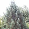 Alpenden (Pinus Cembra 'Glauca')