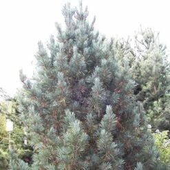 Alpenden (Pinus Cembra 'Glauca')