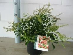 Rotsheide (Pieris Japonica 'Valley Valentine') -DIRECTPLANT Winkel pieris valley valentine c3 november 2