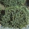 Dwergspar (Picea Glauca 'Echiniformis') 2 Dwergspar (Picea Glauca 'Echiniformis') -DIRECTPLANT Winkel pigechin 1
