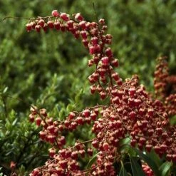 Rotsheide (Pieris Japonica 'Valley Valentine') -DIRECTPLANT Winkel pijvvale 10 2