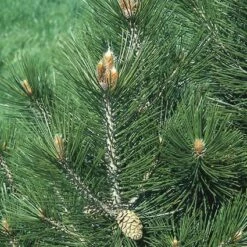 Den (Pinus Leucodermis)