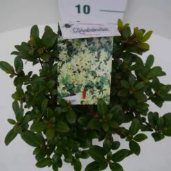 Dwergrhododendron (Rhododendron 'Princess- Anne') -DIRECTPLANT Winkel pincess ann c2 boven