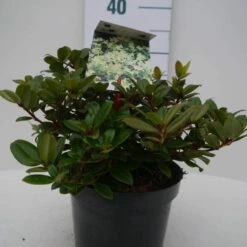 Dwergrhododendron (Rhododendron 'Princess- Anne') -DIRECTPLANT Winkel pincess ann c2 voor