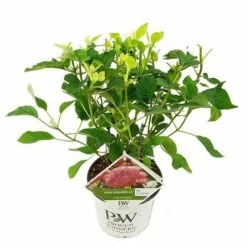 Hortensia (Hydrangea 'Pink Annabelle') -DIRECTPLANT Winkel pink annabelle