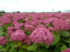 Hortensia (Hydrangea 'Pink Annabelle') -DIRECTPLANT Winkel pink annabelle 1