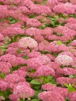 Hortensia (Hydrangea 'Pink Annabelle') -DIRECTPLANT Winkel pink annabelle 2
