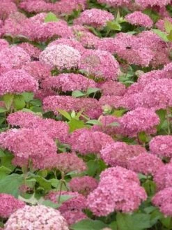Hortensia (Hydrangea 'Pink Annabelle') -DIRECTPLANT Winkel pink annabelle 3 1