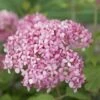 Hortensia (Hydrangea 'Pink Annabelle') -DIRECTPLANT Winkel pink annabelle 7