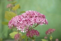 Hortensia (Hydrangea 'Pink Annabelle') -DIRECTPLANT Winkel pink annabelle 8