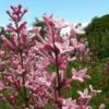 Dwergsering Op Stam (Syringa Bloomerang® 'Pink Perfume') -DIRECTPLANT Winkel pink perfume 1