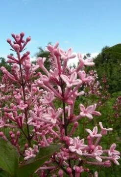 Dwergsering Op Stam (Syringa Bloomerang® 'Pink Perfume')