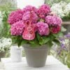 Hortensia Pink Pop (Hydrangea 'Music Collection') -DIRECTPLANT Winkel pink pop 2 2