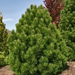 Dwerg Bergden (Pinus Mugo 'Wintergold') -DIRECTPLANT Winkel pinus heldreichii compact gem 1
