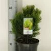 Bosnische Den (Pinus Heldreichii 'Compact Gem') -DIRECTPLANT Winkel pinus heldreichii compact gem c3 m