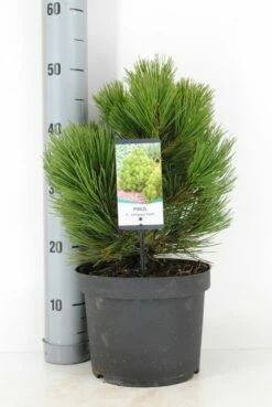 Bosnische Den (Pinus Heldreichii 'Compact Gem') -DIRECTPLANT Winkel pinus heldreichii compact gem c5 m