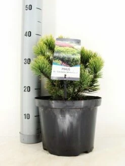Dwerg Bergden (Pinus Mugo 'Wintergold') -DIRECTPLANT Winkel pinus mugo carst. wintergold c5 m