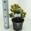 Dwerg Bergden (Pinus Mugo 'Wintergold') -DIRECTPLANT Winkel pinus mugo carstens wintergold c3 m