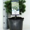 Dwerg Bergden (Pinus Mugo 'Mops') -DIRECTPLANT Winkel pinus mugo mops c5 m